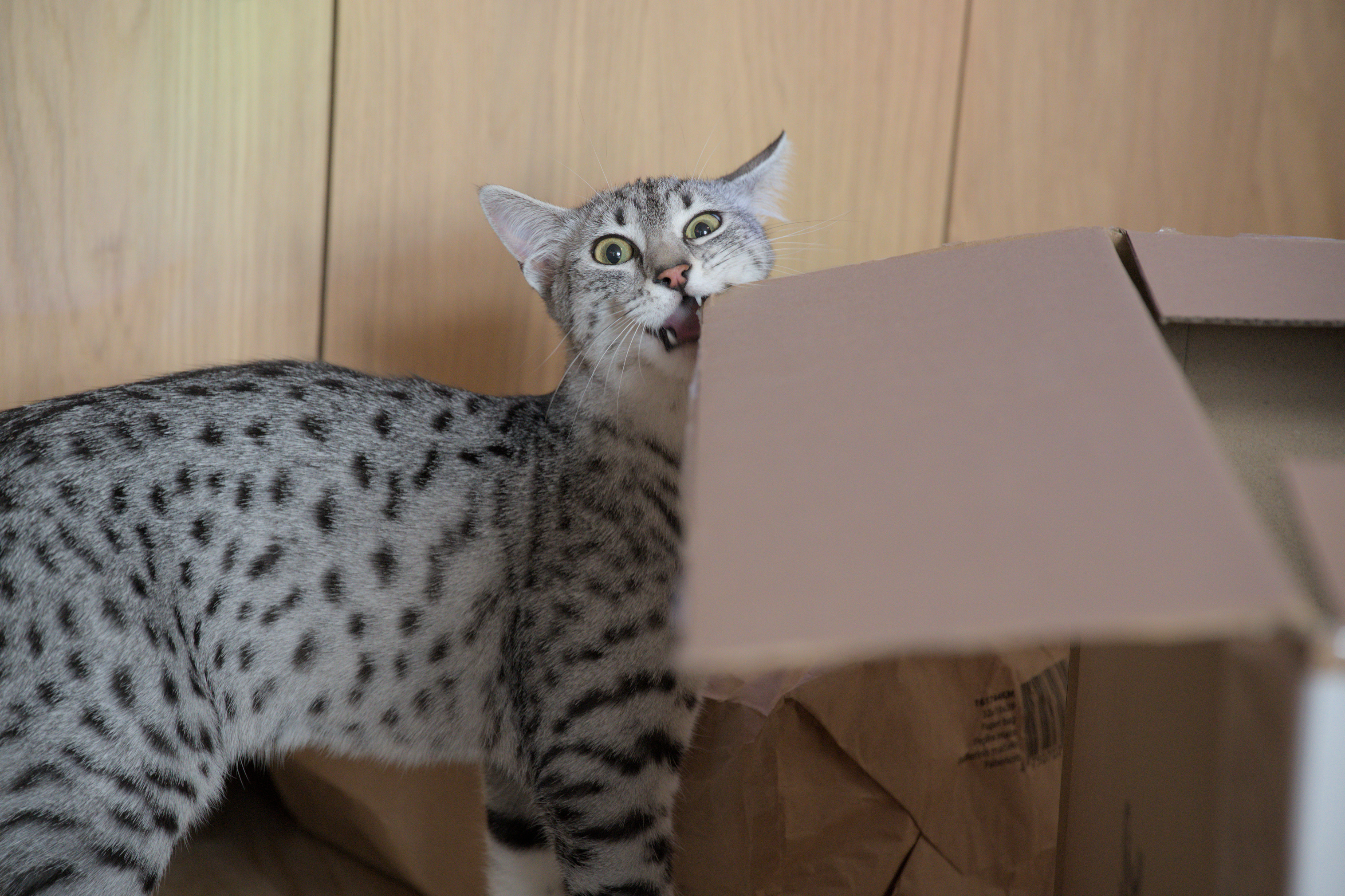 2025/10/12 - cats/DSC_0082.jpg